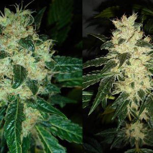Sour P Feminised Seeds