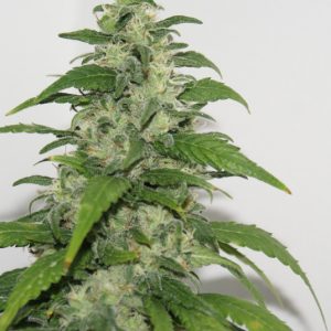 Yummy Feminised Seeds