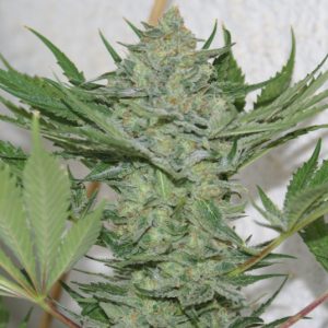 Critical Haze Feminised Seeds