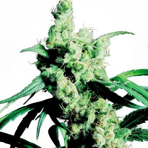 Silver Haze Feminised Seeds