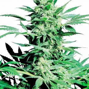 Shiva Skunk Feminised Seeds