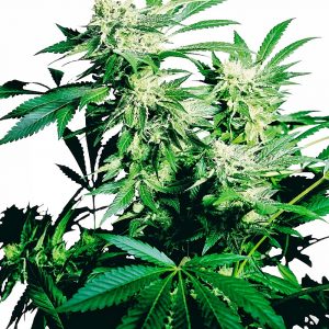 Skunk Kush Feminised Seeds