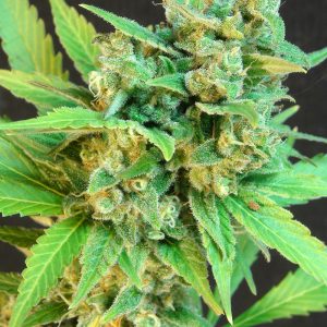 Kickass (B.Lee ) Auto Feminised Seeds