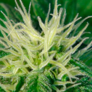 Ginger Punch (Hobbit) Auto Feminised Seeds
