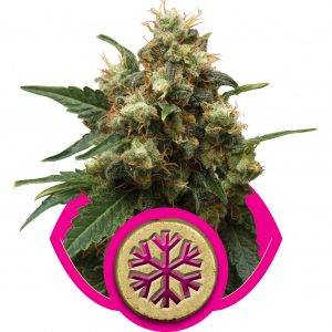 Ice Feminised seeds