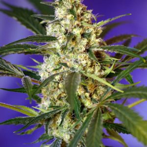 Fast Bud #2 Auto Feminised Seeds