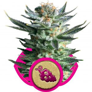 Fruit Spirit Feminised Seeds
