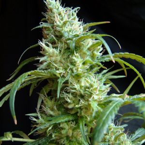 Flash Back #2 Feminised Seeds