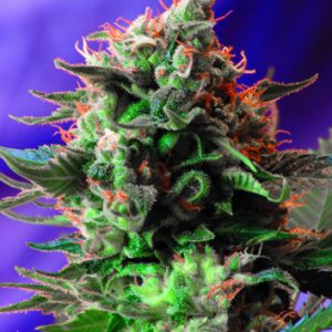 Jack 47 Feminised Seeds