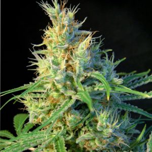 Psicodelicia Feminised Seeds