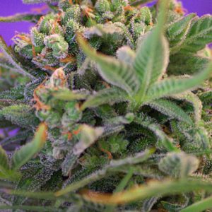 Sweet Cheese Feminised Seeds