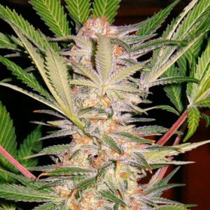 S.A.D. Sweet Afghani Delicious S1 Feminised Seeds