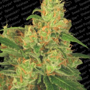 Acid Auto Feminised Seeds