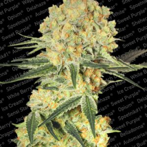 Wappa Auto Feminised Seeds