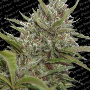 Whiteberry Auto Feminised Seeds