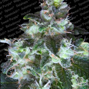 Original White Widow (IBL) Feminised Seeds