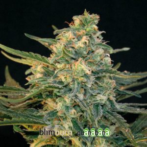 Guanabana Feminised Seeds