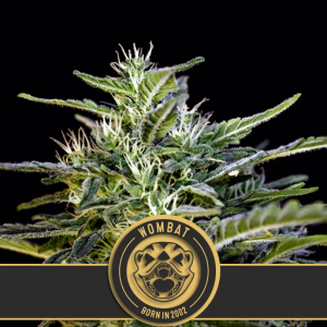 Wombat Feminised Seeds