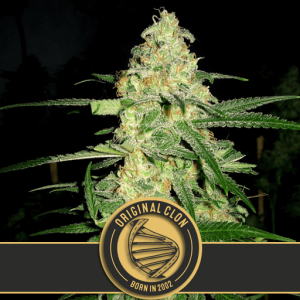 Original Clon Feminised Seeds