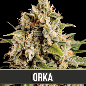 Orka Feminised Seeds