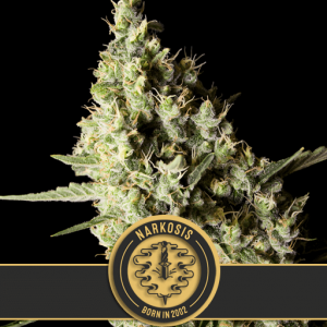 Narkosis Feminised Seeds