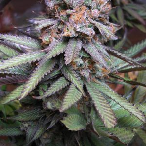 Querkle Regular Seeds