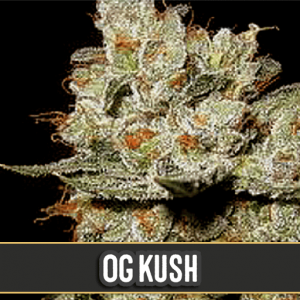 OG's Kush Feminised Seeds
