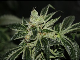 Dark Star Feminised Seeds - 5+1
