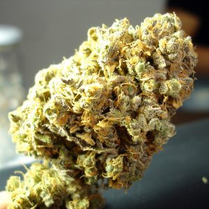 Channel + Feminised Seeds