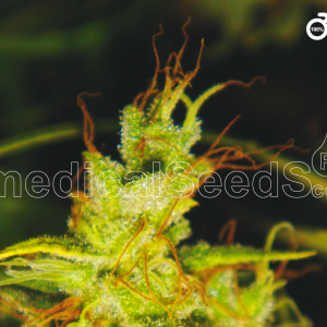 2046 Feminised Seeds