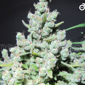 Malakoff Feminised Seeds