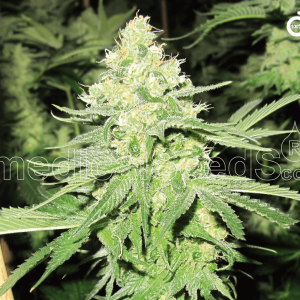 No Name Feminised Seeds