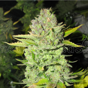 Devil Fruit Feminised Seeds