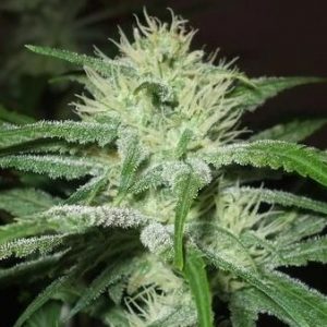 Speed Bud Auto Feminised Seeds