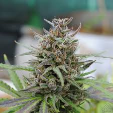 Baby Boom Auto Feminised Seeds