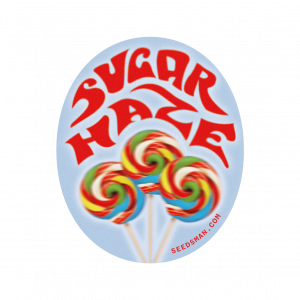Sugar Haze Regular Seeds