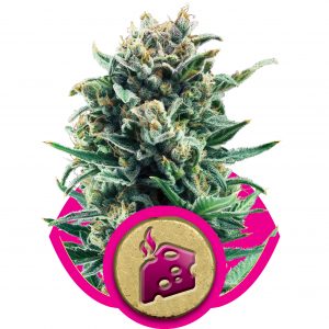 Blue Cheese Feminised Seeds