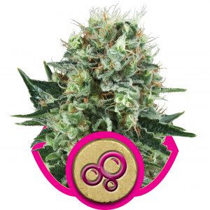 Bubble Kush Feminised Seeds