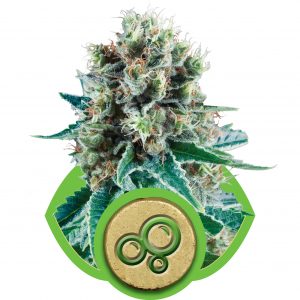 Bubble Kush Auto Feminised Seeds
