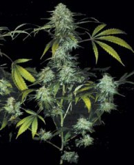 Bubble Gum Feminised Seeds