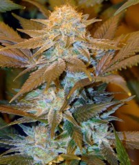 Critical Hog Feminised Seeds - 5+1