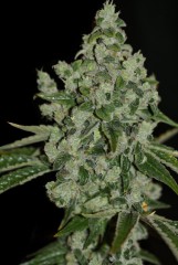 Ultra Sour Feminised Seeds