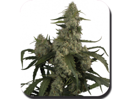 Quasar Auto Feminised Seeds