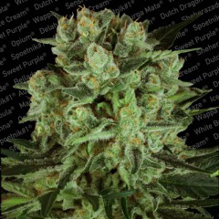 Durga Mata I:I CBD Feminised Seeds