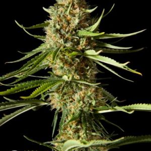 Amnesika 2.0 Feminised Seeds