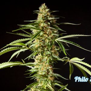 Philo Skunk Feminised Seeds