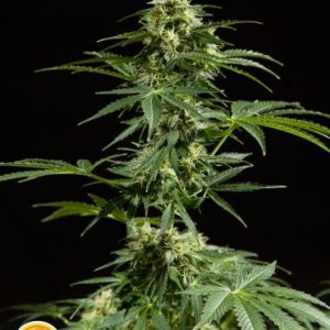 Cheesy Auto Feminised Seeds