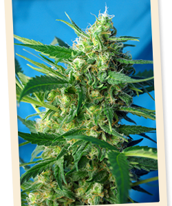 NYC Diesel Auto (formerly Ice Cool Auto) Feminised Seeds