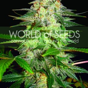 Afghan Kush Ryder Auto Feminised Seeds
