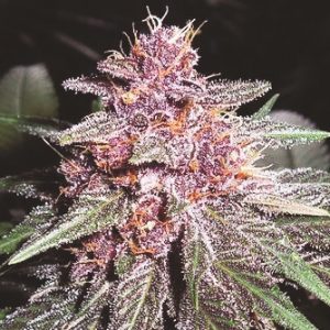 Violeta Feminised Seeds